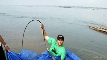Dengan lebar lebih dari 2,2 meter, raksasa bawah air yang ditemukan di sungai Mekong ini adalah salah satu ikan terbesar di dunia. Namun meskipun ukurannya sangat besar, mereka adalah makhluk yang sulit ditangkap, tubuh datar mereka memungkinkan mereka untuk mengubur diri di dasar sungai dan menghilang dari pandangan. Ikan Pari Air Tawar Raksasa biasanya memiliki berat 500–600 kg. Ekornya yang panjang seperti cambuk mampu menusuk tulang Foto: Zmescience