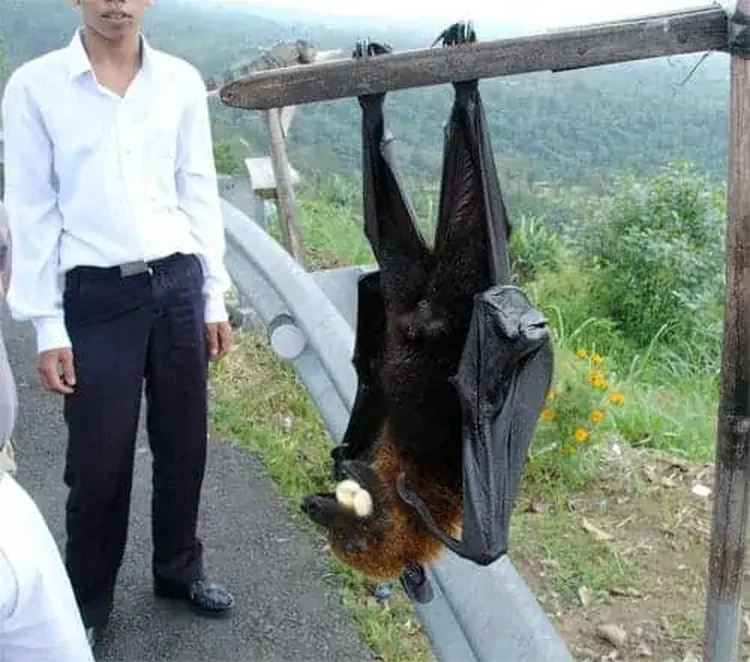 Hewan raksasa yang hiodup di Bumi