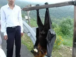 Hewan Raksasa Ini Benar-benar Ada Walau Sulit Dipercaya Keberadaannya