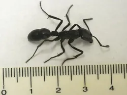 Hewan Raksasa Ini Benar-benar Ada Walau Sulit Dipercaya Keberadaannya