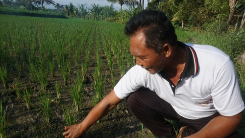 Pemilik sawah di Desa Baha, Badung, tunjukkan padi berumur sepekan busuk di bagian akar, Jumat.
