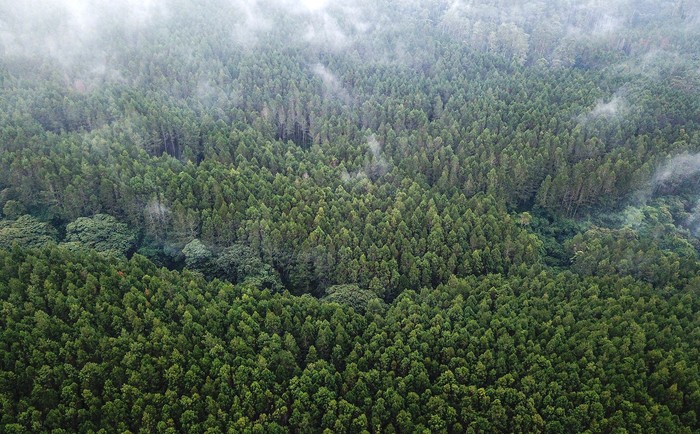 Foto udara kawasan hutan lindung Jayagiri di Lembang, Kabupaten Bandung Barat, Jawa Barat, Jumat (16/62023). Data dari Organisasi Pangan dan Pertanian Dunia (FAO) mencatat, Indonesia menjadi negara kedelapan yang memiliki hutan terluas di dunia dengan luas mencapai 92 juta ha yang diharapkan mampu menyerap emisi karbon dari persoalan iklim secara global. ANTARA FOTO/Raisan Al Farisi/tom.