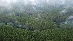 Penampakan Hijaunya Hutan Lindung Jayagiri di Lembang