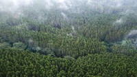 Hutan yang berada di kawasan Lembang itu tampak hijau dengan daun yang lebat.