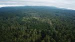 Penampakan Hijaunya Hutan Lindung Jayagiri di Lembang