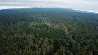 Data dari Organisasi Pangan dan Pertanian Dunia (FAO) mencatat, Indonesia menjadi negara kedelapan yang memiliki hutan terluas di dunia dengan luas mencapai 92 juta ha yang diharapkan mampu menyerap emisi karbon dari persoalan iklim secara global.  