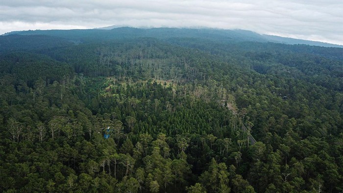 Penampakan Hijaunya Hutan Lindung Jayagiri di Lembang Foto udara kawasan hutan lindung Jayagiri di Lembang, Kabupaten Bandung Barat, Jawa Barat, Jumat (16/62023). Data dari Organisasi Pangan dan Pertanian Dunia (FAO) mencatat, Indonesia menjadi negara kedelapan yang memiliki hutan terluas di dunia dengan luas mencapai 92 juta ha yang diharapkan mampu menyerap emisi karbon dari persoalan iklim secara global. ANTARA FOTO/Raisan Al Farisi/tom.