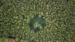 Penampakan Hijaunya Hutan Lindung Jayagiri di Lembang