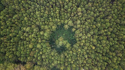 Penampakan Hijaunya Hutan Lindung Jayagiri di Lembang