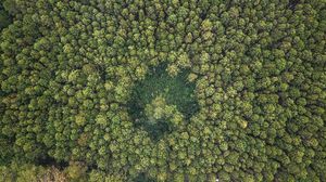 Penampakan Hijaunya Hutan Lindung Jayagiri di Lembang