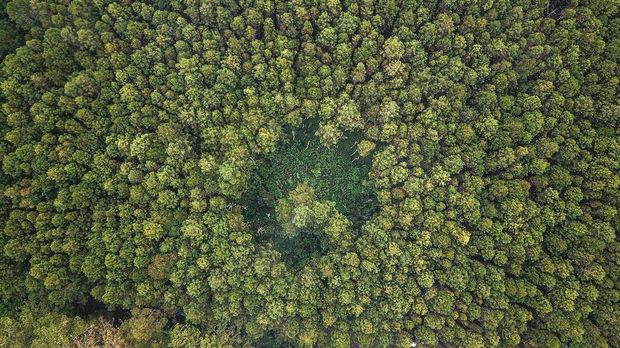 Foto udara kawasan hutan lindung Jayagiri di Lembang, Kabupaten Bandung Barat, Jawa Barat, Jumat (16/62023). Data dari Organisasi Pangan dan Pertanian Dunia (FAO) mencatat, Indonesia menjadi negara kedelapan yang memiliki hutan terluas di dunia dengan luas mencapai 92 juta ha yang diharapkan mampu menyerap emisi karbon dari persoalan iklim secara global. ANTARA FOTO/Raisan Al Farisi/tom.