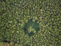 Gubes Fakultas Kehutanan UGM Sebut Rezim Hutan Perlu Dirumuskan, Apa Itu?