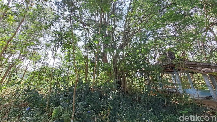 Bumi Angker merupakan petilasan Mbah Kajoran, seorang putra raja dari Keraton Surakarta Hadiningrat. Konon kayunya dikeramatkan dan ada penampakan harimau peliharaan Mbah Kajoran. Foto diunggah Sabtu (17/6/2023).