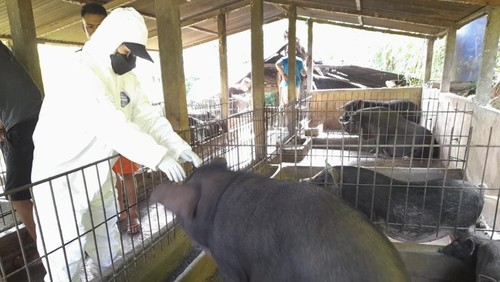 Petugas melakukan pemeriksaan ke Babi yang terserang virus ASF di Polewali Mandar (Polman), Sulawesi Barat (Sulbar).