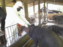 Disnak Sebut Daging Bangkai Babi Suspek ASF Aman Dikonsumsi