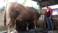 Sapi sumbangan Jokowi seberat 1,25 ton untuk Hari Raya Idul Adha 1444 Hijriah di Kabupaten Polewali Mandar (Polman), Sulawesi Barat (Sulbar). Sapi Simental yang diberi nama Mbah Citro itu dibeli dengan harga Rp 107.500.000.Foto: Dok. Abdy Febriady/detikcom