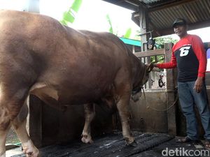 Presiden Jokowi Sumbang Sapi Kurban 1 Ton di Sulbar, Harga Rp 107,5 Juta