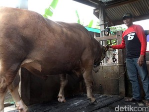 Presiden Jokowi Sumbang Sapi Kurban 1 Ton di Sulbar, Harga Rp 107,5 Juta