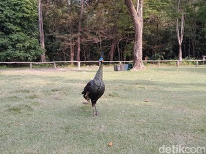 4 Tips Liburan ke Taman Wisata Alam Pangandaran