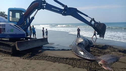 Bangkai hiu tutul yang terdampar di pantai Desa Air Kuning, Jembrana, Minggu (18/6/2023).