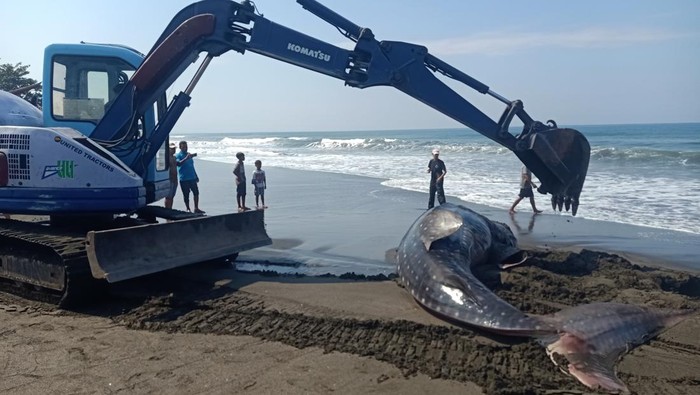 Bangkai hiu tutul yang terdampar di pantai Desa Air Kuning, Jembrana, Minggu (18/6/2023).