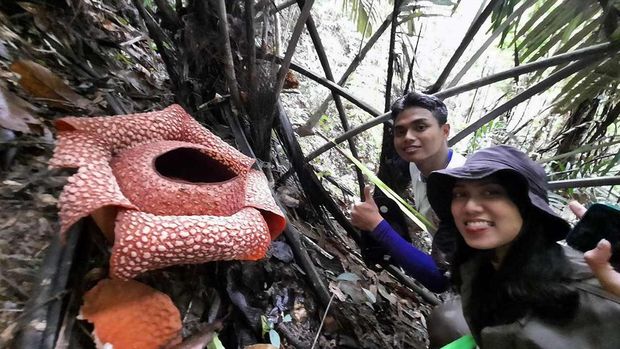 Bunga Rafflesia di TNBBS Pesisir Barat, Lampung