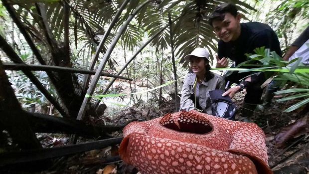 Bunga Rafflesia di TNBBS Pesisir Barat, Lampung