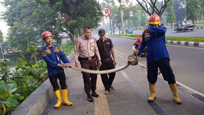 Damkar mengevakuasi ular sanca 4 meter di Kantor Pemda Bogor