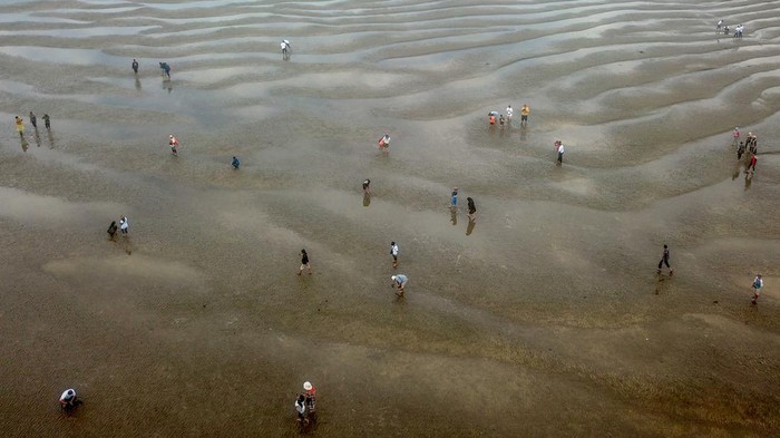 Foto udara sejumlah pengunjung berjalan di muara sungai yang surut (beting) saat digelarnya Festival Kampung Laut di Tanjung Jabung Timur, Jambi, Minggu (18/6/2023). Fenomena surutnya air laut selama sekitar dua jam yang merupakan rangkaian Festival Kampung Laut tersebut dimanfaatkan ratusan pengunjung untuk memancing (mutik) sumbun (Solen grandis) di beting itu. ANTARA FOTO/Wahdi Septiawan/YU