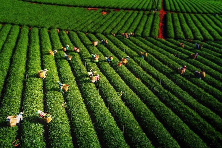 Foto drone