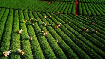 Musim panen. Foto: Kolibikfoto via LoveMyFamilyMag.com