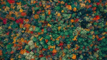 Musim gugur. Foto: Zekedrone via LoveMyFamilyMag.com