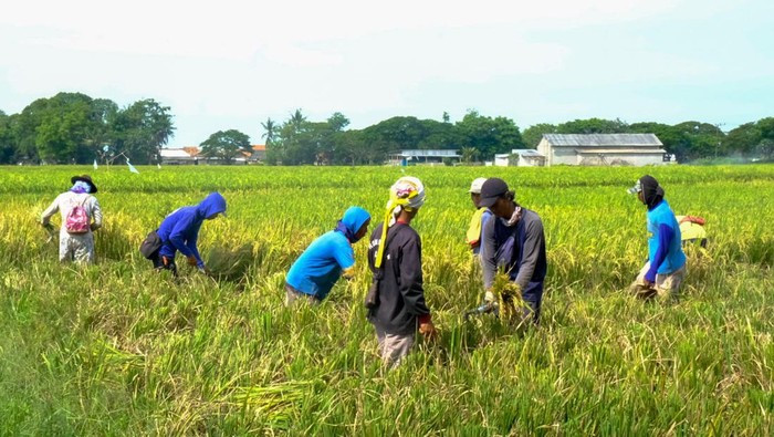 Hari Krida Pertanian diperingati setiap tanggal 21 Juni. Tujuannya sebagai momentum bagi para insan pertanian untuk bersyukur atas hasil panen yang diperoleh.