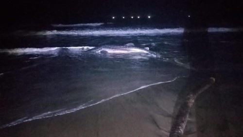 Hiu tutul yang terdampar di pantai Desa Air Kuning, Jembrana, Sabtu (17/6/2023) malam.
