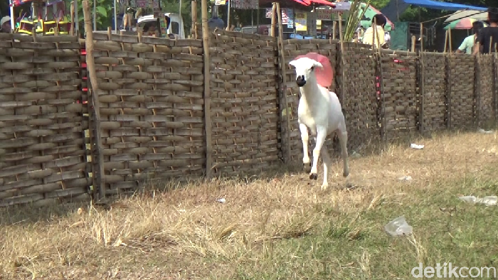karapan sapi di Lumajang