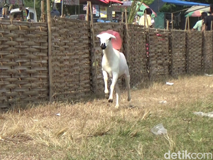 Serunya Karapan Kambing di Lumajang yang Pesertanya dari 3 Kabupaten