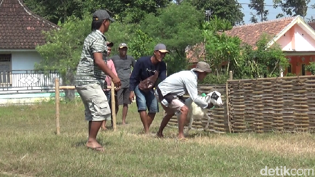 karapan sapi di Lumajang