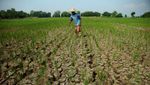 Kekeringan, 20 Hektare Sawah di Tegal Terancam Gagal Panen