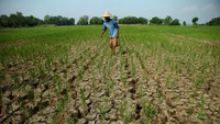 Menurut petani setempat sekitar 20 hektare sawah di daerah tersebut terancam gagal panen akibat kekeringan dan kesulitan air irigasi tiga bulan terakhir.  