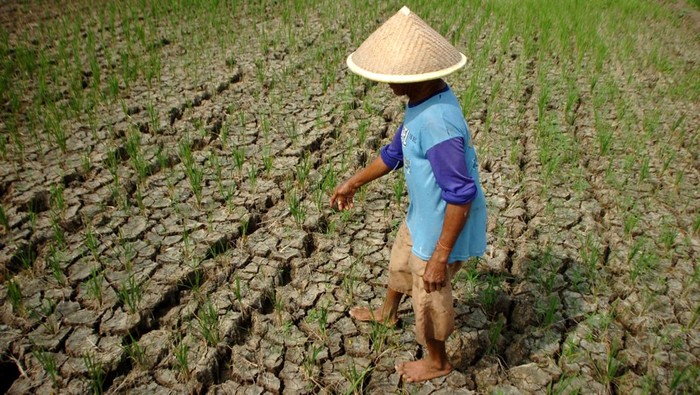 Petani melihat kondisi sawah yang mengering di Desa Kedung Kelor, Kabupaten Tegal, Jawa Tengah, Sabtu (17/6/2023). Menurut petani setempat sekitar 20 hektare sawah di daerah tersebut terancam gagal panen akibat kekeringan dan kesulitan air irigasi tiga bulan terakhir. ANTARA FOTO/Oky Lukmansyah/nz