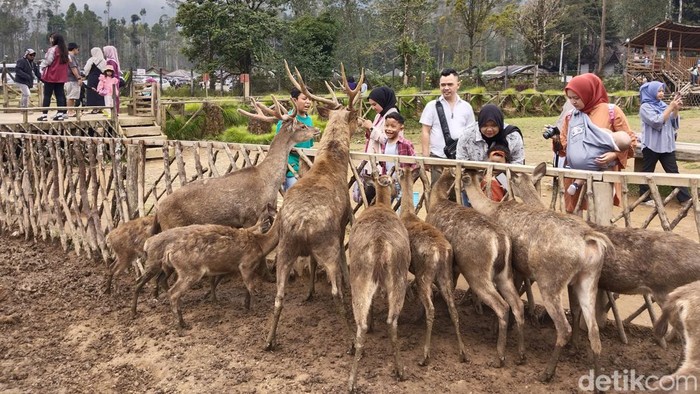 Liburan di Kampung Cai Ranca Upas di kawasan Ciwidey, Kecamatan Rancabali, Kabupaten Bandung, Jawa Barat, sambil memberi makan rusa.