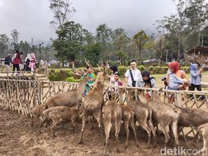 Liburan Seru Sambil Beri Makan Rusa di Ranca Upas