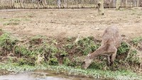 Selain menawarkan bumi perkemahannya yang begitu menyejukan, Ranca Upas punya satu fasilitas yang cocok untuk mengajak si kecil bermain. Spot penangkaran rusa bisa menjadi pilihan sambil si kecil mengenal kehidupan alam bebas. (Foto: Rifat Alhamidi/detikJabar)