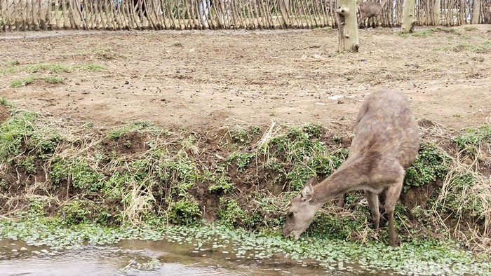 Liburan di Kampung Cai Ranca Upas di kawasan Ciwidey, Kecamatan Rancabali, Kabupaten Bandung, Jawa Barat. Liburan di Kampung Cai Ranca Upas di kawasan Ciwidey, Kecamatan Rancabali, Kabupaten Bandung, Jawa Barat, sambil memberi makan rusa.