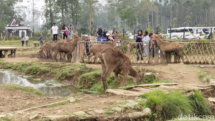 Liburan di Kampung Cai Ranca Upas di kawasan Ciwidey, Kecamatan Rancabali, Kabupaten Bandung, Jawa Barat. Liburan di Kampung Cai Ranca Upas di kawasan Ciwidey, Kecamatan Rancabali, Kabupaten Bandung, Jawa Barat, sambil memberi makan rusa.