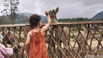 Liburan Seru Sambil Beri Makan Rusa di Ranca Upas