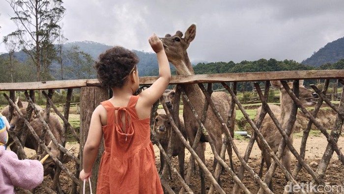 Liburan di Kampung Cai Ranca Upas di kawasan Ciwidey, Kecamatan Rancabali, Kabupaten Bandung, Jawa Barat, sambil memberi makan rusa.