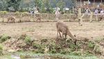 Liburan Seru Sambil Beri Makan Rusa di Ranca Upas