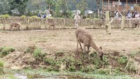 Setelah itu, wisatawan akan langsung dimanjakan oleh keasrian alam Kampung Cai Ranca Upas yang begitu cocok untuk mengisi waktu liburan. (Foto: Rifat Alhamidi/detikJabar)