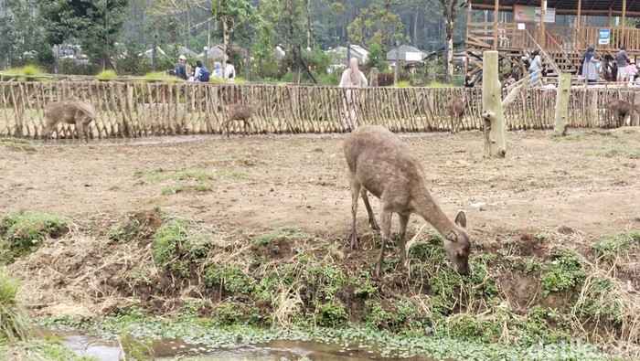 Liburan di Kampung Cai Ranca Upas di kawasan Ciwidey, Kecamatan Rancabali, Kabupaten Bandung, Jawa Barat, sambil memberi makan rusa.